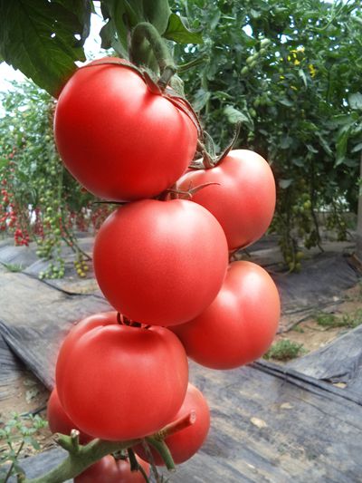 大果番茄