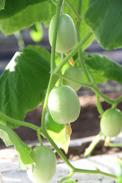 水果小黄瓜,外形独特,口感清甜,全雌,一节1-2瓜,结瓜性好,短椭圆形,瓜